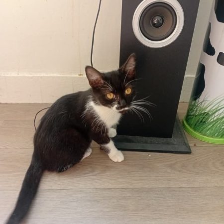 Donner un chaton de 3 mois – Chat / Chaton à vendre à Taverny (95)