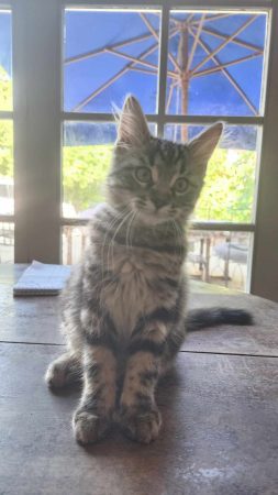 🐱 2 chatons femelles cherchent leur nouvelle famille – Chat / Chaton à donner à La Répara-Auriples (26) (photo 2)