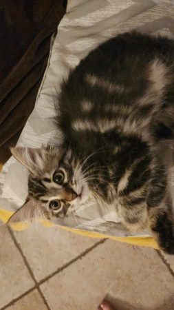 🐱 2 chatons femelles cherchent leur nouvelle famille – Chat / Chaton à donner à La Répara-Auriples (26) (photo 3)