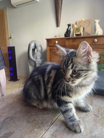 🐱 2 chatons femelles cherchent leur nouvelle famille – Chat / Chaton à donner à La Répara-Auriples (26)