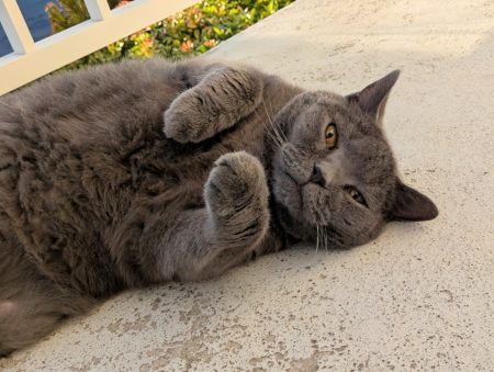 Gentil chartreux cherche une nouvelle famille – Chat / Chaton à donner à Brest (29) (photo 2)