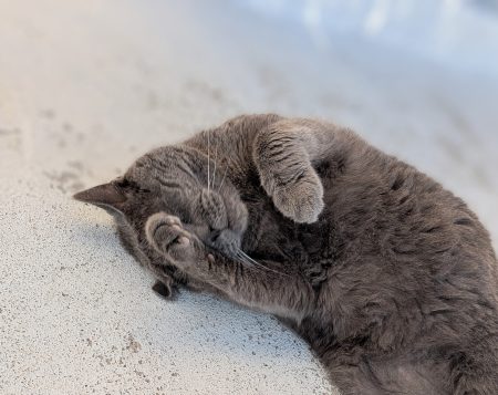 Gentil chartreux cherche une nouvelle famille – Chat / Chaton à donner à Brest (29) (photo 3)