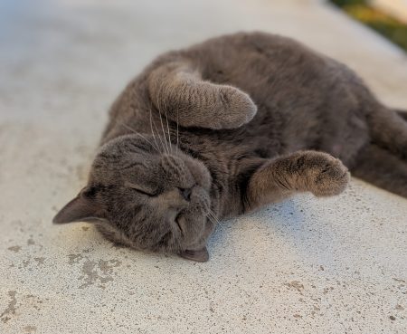 Gentil chartreux cherche une nouvelle famille – Chat / Chaton à donner à Brest (29)