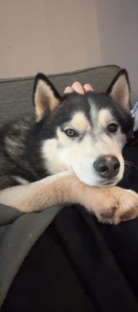 Husky de Siberie – Chien / Chiot à donner à Gonfaron (83)