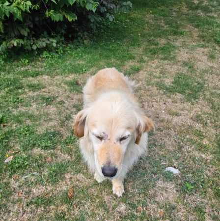 Lipton, Golden Retriever Lipton, Golden Retriever – Chien / Chiot à donner à Échallon (01) (photo 2)