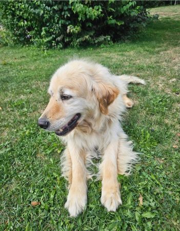 Lipton, Golden Retriever Lipton, Golden Retriever – Chien / Chiot à donner à Échallon (01) (photo 3)