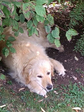 Lipton, Golden Retriever – Chien / Chiot à donner à Échallon (01)