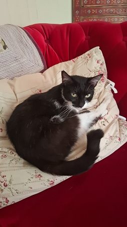 Petite chatte à donner dans le 28, stérilisée. – Chat / Chaton à donner à Epernon (28)