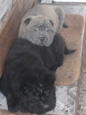 Petits chiots sharpei, sevrés, 3 males 1 femelle, coloris noir, marron ou gris Petits chiots sharpei, sevrés, 3 males 1 femelle, coloris noir, marron ou gris – Chien / Chiot à donner à Guilers (29) (photo 2)