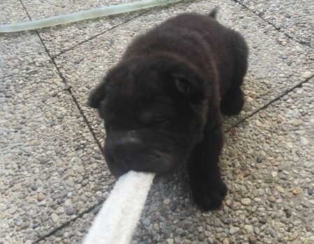 Petits chiots sharpei, sevrés, 3 males 1 femelle, coloris noir, marron ou gris Petits chiots sharpei, sevrés, 3 males 1 femelle, coloris noir, marron ou gris – Chien / Chiot à donner à Guilers (29) (photo 3)