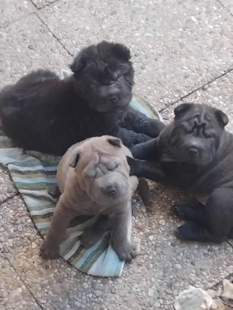 Petits chiots sharpei, sevrés, 3 males 1 femelle, coloris noir, marron ou gris – Chien / Chiot à donner à Guilers (29)