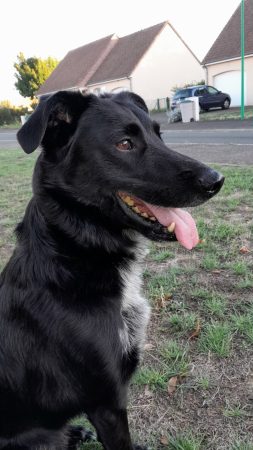 Recherche accueil bienveillant pour orion – Chien / Chiot à donner à Teloche (72) (photo 2)