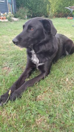 Recherche accueil bienveillant pour orion – Chien / Chiot à donner à Teloche (72) (photo 3)
