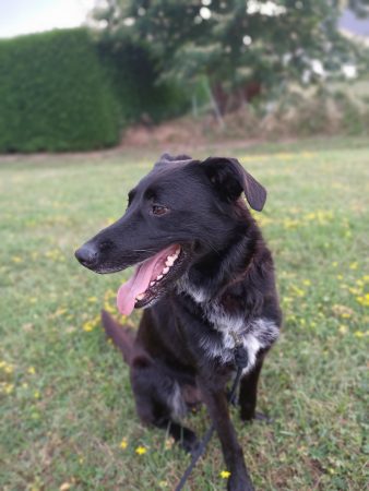 Recherche accueil bienveillant pour orion – Chien / Chiot à donner à Teloche (72)