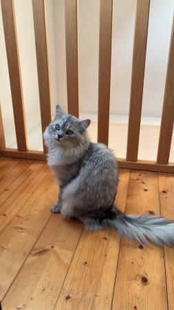 Swan à donner – Chat / Chaton à donner à Paris (75) (photo 2)