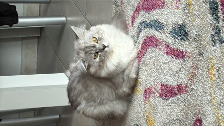 Swan à donner Swan à donner – Chat / Chaton à donner à Paris (75)