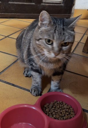 Urgent !! Suite à décès, chatte à sauver – Chat / Chaton à donner à Bordeaux (33)