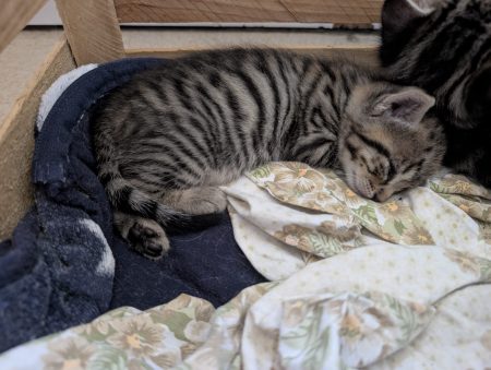 Vend chaton tigrée presque 2 mois Vend chaton tigrée presque 2 mois – Chat / Chaton à vendre à Vitry-Sur-Loire (71) (photo 2)