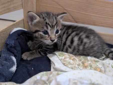 Vend chaton tigrée presque 2 mois Vend chaton tigrée presque 2 mois – Chat / Chaton à vendre à Vitry-Sur-Loire (71) (photo 3)