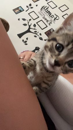 Vend chaton tigrée presque 2 mois – Chat / Chaton à vendre à Vitry-Sur-Loire (71)