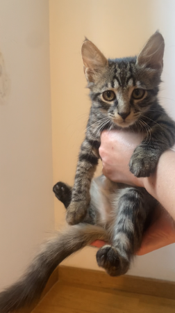 Voici August qui cherche une famille aimant Voici August qui cherche une famille aimant – Chat / Chaton à adopter à Viilefranche-Sur-Mer (06) (photo 2)