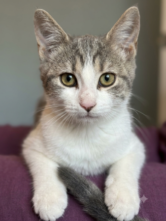 2 adorables minettes de 4 mois Stérilisées – Chat / Chaton à donner à Voutezac (19)