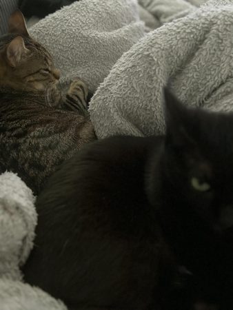 2 chattes 6/7 ans – Chat / Chaton à donner à Stains (93)
