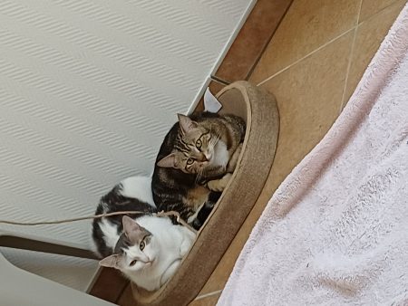 2 chattes soeur – Chat / Chaton à donner à Milly Sur Therain (60)