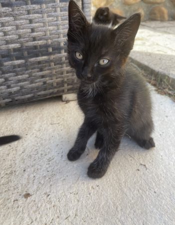 4 chatons – Chat / Chaton à donner à Saint Antoine L’abbaye (38) (photo 2)