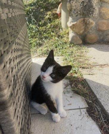 4 chatons – Chat / Chaton à donner à Saint Antoine L’abbaye (38) (photo 3)