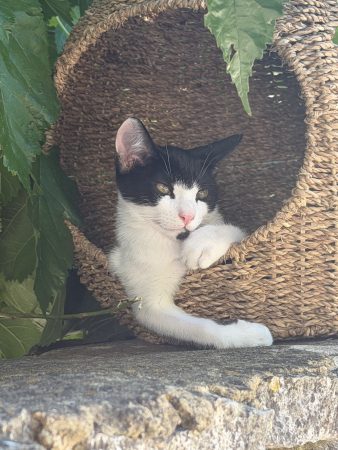 Adorable chaton cherche famille aimante — Uzès (30) Adorable chaton cherche famille aimante — Uzès (30) – Chat / Chaton à donner à Uzes (30) (photo 2)