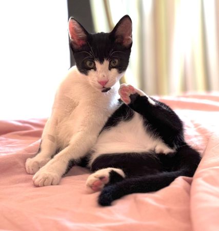 Adorable chaton cherche famille aimante — Uzès (30) – Chat / Chaton à donner à Uzes (30)