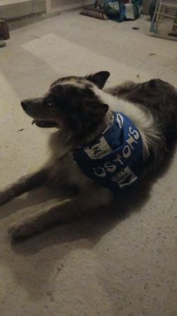 Berger australien bleu merle cherche compagne pour descendance Berger australien bleu merle cherche compagne pour descendance – Chien / Chiot à donner à Poudenx (40) (photo 2)