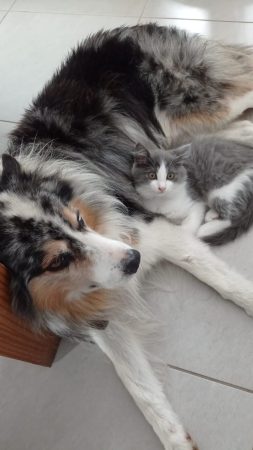 Berger australien bleu merle cherche compagne pour descendance Berger australien bleu merle cherche compagne pour descendance – Chien / Chiot à donner à Poudenx (40) (photo 3)