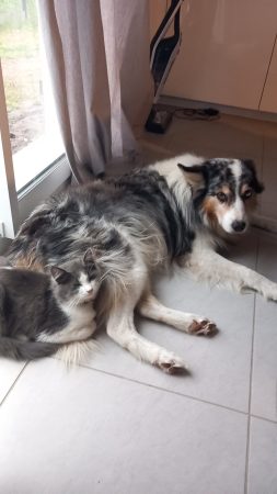 Berger australien bleu merle cherche compagne pour descendance – Chien / Chiot à donner à Poudenx (40)
