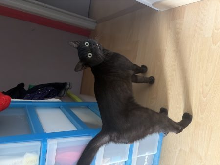 Charly à donner – Chat / Chaton à donner à Templeuve En Pévèle (59) (photo 2)
