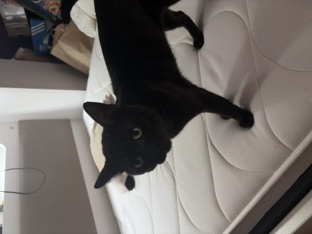 Charly à donner – Chat / Chaton à donner à Templeuve En Pévèle (59) (photo 3)