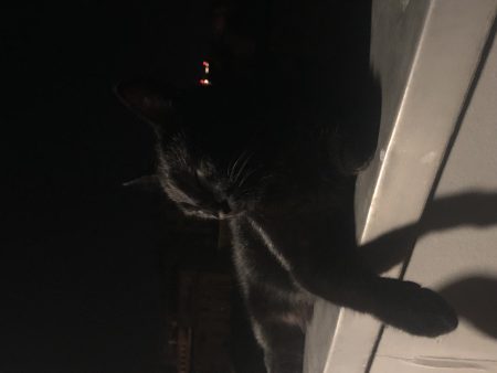 Chat 1 ans Chat 1 ans – Chat / Chaton à donner à Marseille (13) (photo 2)