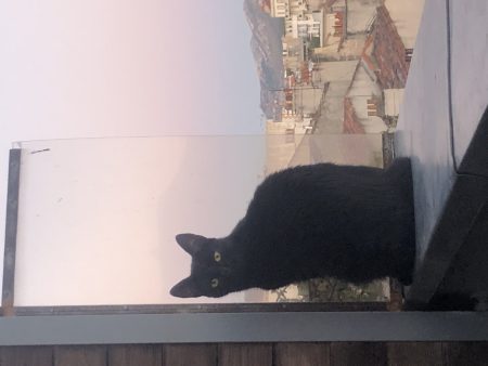 Chat 1 ans Chat 1 ans – Chat / Chaton à donner à Marseille (13) (photo 3)