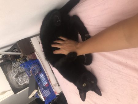 Chat 1 ans – Chat / Chaton à donner à Marseille (13)