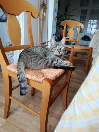 Chat 2 ans, très calîn – Chat / Chaton à donner à Lille (59) (photo 2)