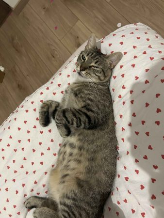 Chat 2 ans, très calîn – Chat / Chaton à donner à Lille (59) (photo 3)