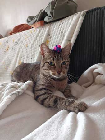 Chat 2 ans, très calîn – Chat / Chaton à donner à Lille (59)