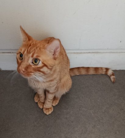 Chat a donner – Chat / Chaton à donner à Villepreux (78) (photo 2)