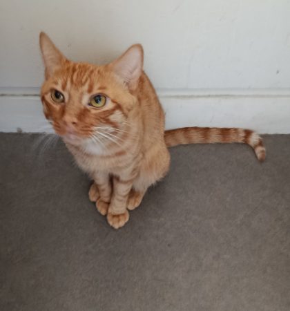 Chat a donner – Chat / Chaton à donner à Villepreux (78)