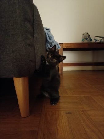 Chaton noir tigré – Chat / Chaton à donner à Livry-Gargan (93) (photo 2)