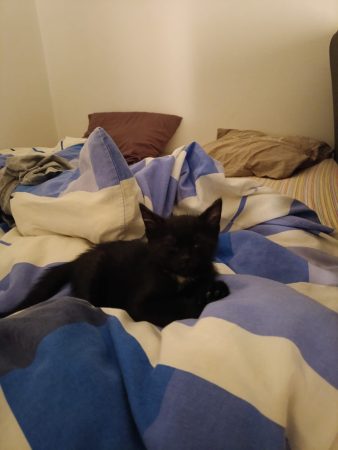 Chaton noir tigré – Chat / Chaton à donner à Livry-Gargan (93) (photo 3)
