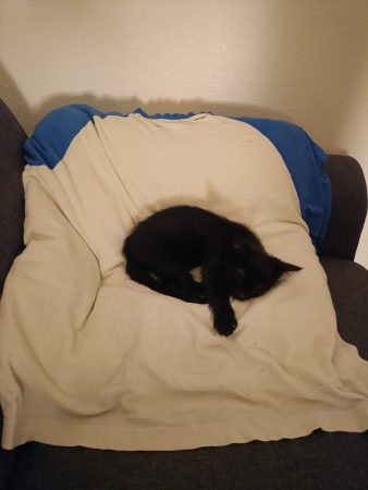 Chaton noir tigré – Chat / Chaton à donner à Livry-Gargan (93)