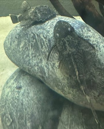Cherche maison pour 8 ancistrus de différentes tailles – Poisson à donner à Saint-Gervais-Les-Bains (74)