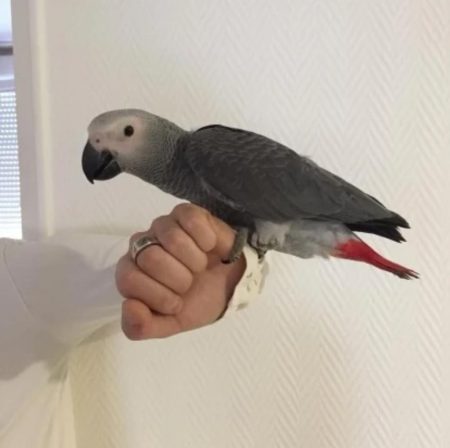 Couple de Perroquet gris du Gabon – Oiseau à donner à Genève (17)